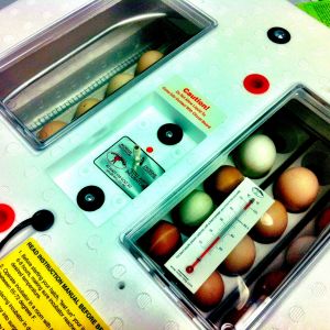 Eggs in the 'bator!