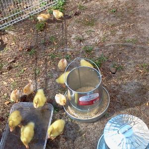 Our babies the first day home.The wife comes home from the tractor supply with 6 red pullets 6 ducklings.Where are we gonna put them? not much room here on our lot not to mention probably not enough materials for a coop