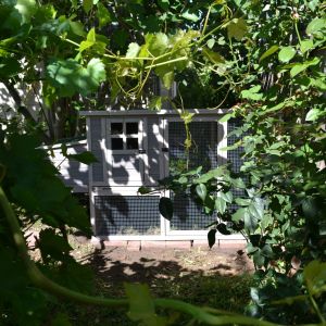 On the left is our beautiful white grape vine which is quickly being destroyed -- with such a small yard the sacrifice is worth it.