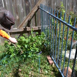 Perhaps in vain I put up some short metal fencing to protect my Lantana...