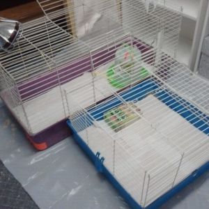 Brooder set up from two old rabbit cages.