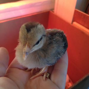 1 1/2 weeks darker colored chipmunk chick.