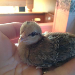 1 1/2 weeks darker chipmunk chick
