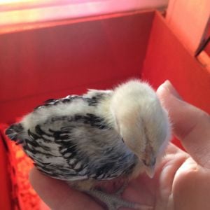 1 1/2 weeks Silver Sebright chick