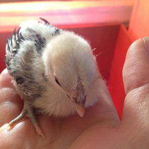 1 1/2 weeks Silver Sebright chick