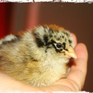 Araucana/Easter Egger chick 4/23/13