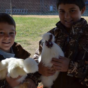 Our Silkie hen and rooster with my boys