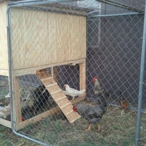 6x3x3 coop with a 12ft long run