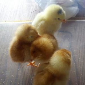 *
One of these things is not like the others.... #packingpeanuts