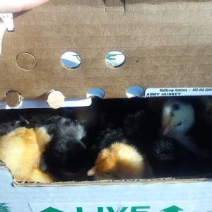 *
First shipment, and no FATALITIES (mortal kombat voice).