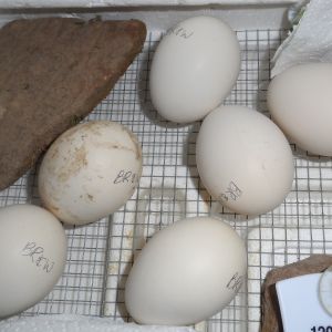 Barred Rock & White Leghorn