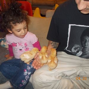 My 3 year old with the chicks