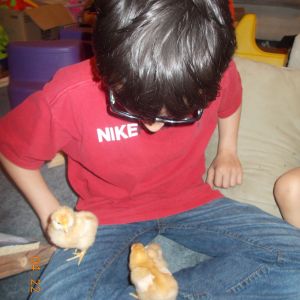 My 11 year old with the chicks
