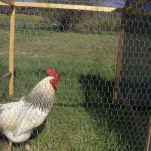 Jochie, our 11 mnth old cockrel,he has been here almost a month now..