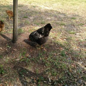 Charlene, 2 years old.