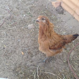 Liz lemon - ameraucana pullet