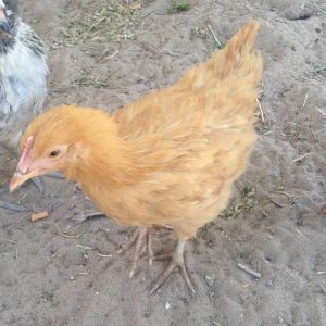Brittney spears - buff orp pullet