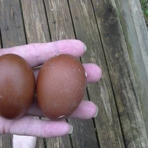 eggs from last year's(2012) hatch pullets