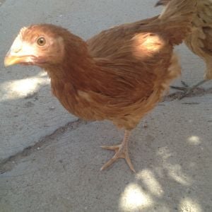 I'm not sure - either New Hampshire or Rhode Island Red, leaning towards cockerel