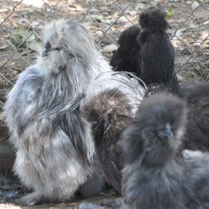 Splash silkie rooster, in the breeding pen with blues and blacks for 2013. He does carry partridge, and I get the occasional blue partridge chick hatch from this pen