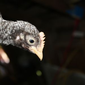 This one I am pretty sure is a boy.