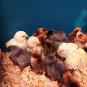 Closer up of new bantams from Cackle Hatchery. 8 EEes colored as 3 blue-gray ones, 5 yellow (1 with stripes), and 1 medium brown (not striped), 7 RIR
