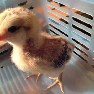 This is Chicken cheeks our Easter egger as a baby....
