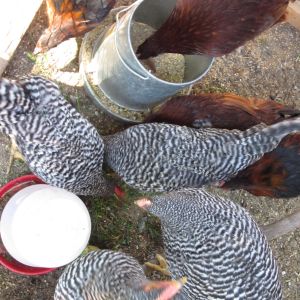 Three girls and a whole lot of roosters we hatched