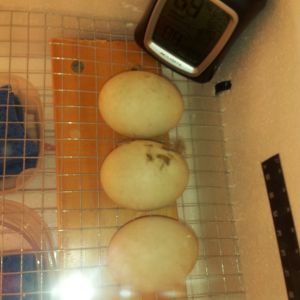 The first eggs we are incubating! (runner duck, only have 2, we lost 1)