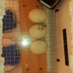 The first eggs we are incubating! (runner duck, only have 2, we lost 1)