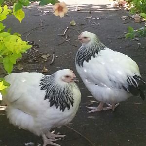 Light Sussex . . . Introducing two of our beautiful hens . . . Angel and Lacey.