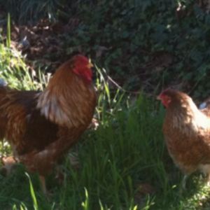 Our Blue Lace Red Wyandotte pair. Big Red and Ruby.  We are currently hatching their chicks to grow our flock.