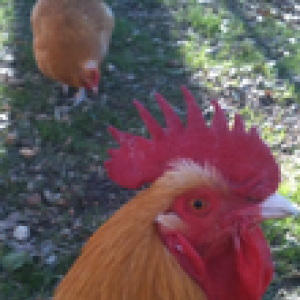 Jack our Buff Orpington Rooster.