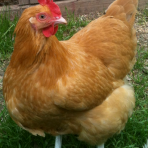 Buff Orpington pullet 5 months old.