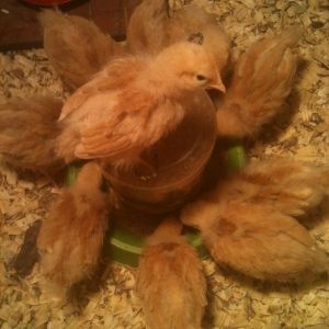 Buff Orpington chicks in the brooder box