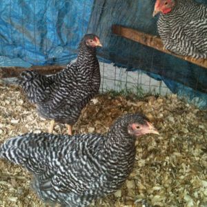 Dominique pullets and cockerel, 3 months old