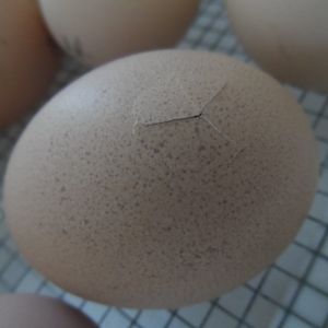 I kept hearing a lil peep. Checked my eggs and one of my Barred Rock eggs is hatching!
4-25-13