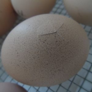 I kept hearing a lil peep. Checked my eggs and one of my Barred Rock eggs is hatching!
4-25-13