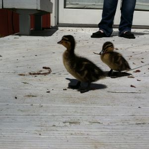Our first ducks!! Rouens.