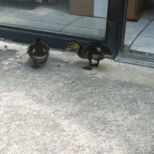 Exploring... while at work with me because they were little Houdinis the day before and escaped.