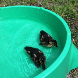 First time swimming!!
(4/19/2013)