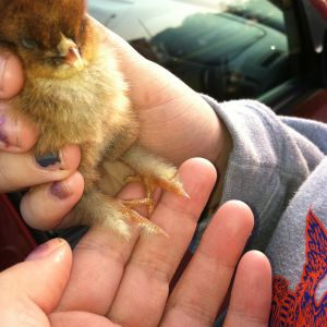 Look at my tiny feathered legs!!