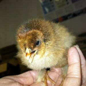The original Angry Bird.
