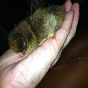 ... so calm he fell asleep.