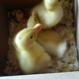 my pekin chicks!