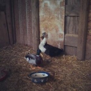 my magpie and mallard. and a dog bowl.
