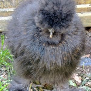 Olive, black Silkie with some brown markings