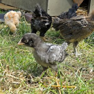 The second flock- Smokey, Cleo, Wilma, Winifred, and Buffy