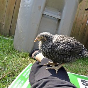 Henrietta decided to roost on my leg while I took pictures