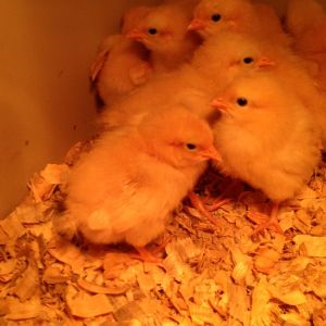 So cute!!! I just love them!